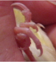 задний палец птенца канарейки