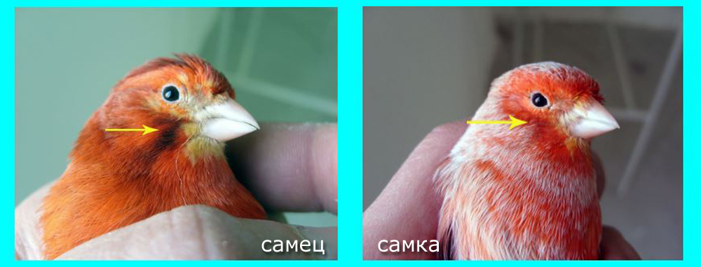 Как выглядит канарейка фото самка и самец